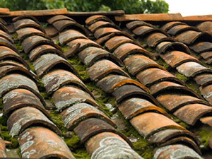 Mousses et lichens sur toiture